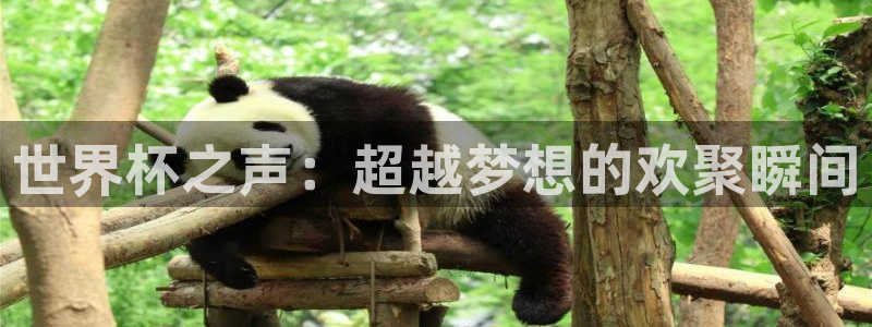 世界杯欧洲预选赛：世界杯之声：超越梦想的欢聚瞬间